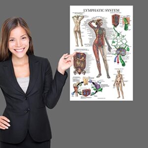 Palace Learning Laminated Lymphatic System Anatomical Poster - Lymphatic Anatomy Chart - 18" x 24"