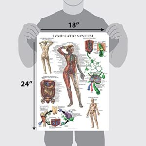 Palace Learning Laminated Lymphatic System Anatomical Poster - Lymphatic Anatomy Chart - 18" x 24"