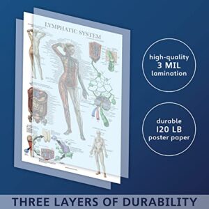 Palace Learning Laminated Lymphatic System Anatomical Poster - Lymphatic Anatomy Chart - 18" x 24"