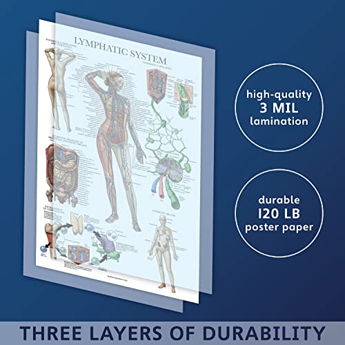 Palace Learning Laminated Lymphatic System Anatomical Poster - Lymphatic Anatomy Chart - 18" x 24"