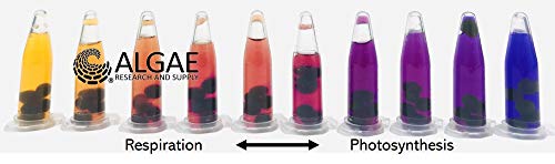 Algae Research and Supply: Algae Beads (Ready-to-go Algae Beads in Indicator- snap vials (x100))