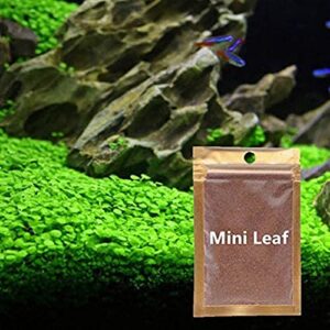 2 Pack Live Aquarium Plant Seeds, Water Grass Plants Mini Leaf , Aquarium Grass Plant Seeds, Aquarium Small Leaf Grass, Aquarium Water Grass Seeds, Creates Lush Green Carpet Plant