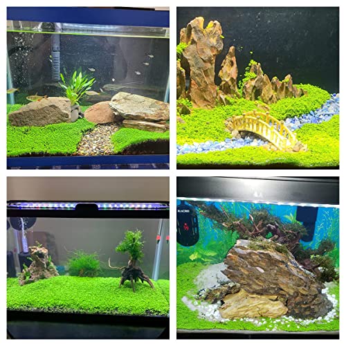 2 Pack Live Aquarium Plant Seeds, Water Grass Plants Mini Leaf , Aquarium Grass Plant Seeds, Aquarium Small Leaf Grass, Aquarium Water Grass Seeds, Creates Lush Green Carpet Plant