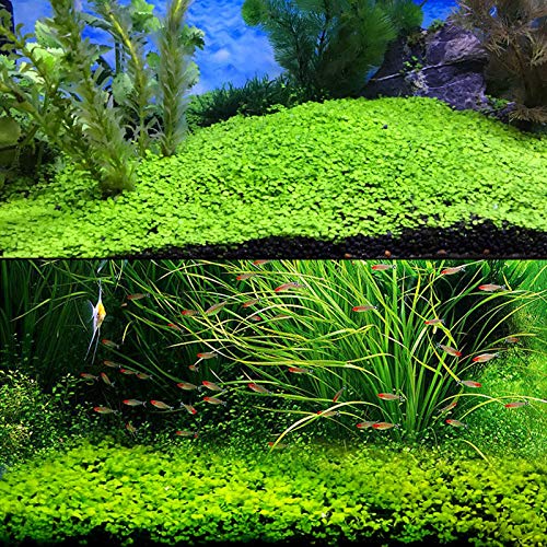 2 Pack Live Aquarium Plant Seeds, Water Grass Plants Mini Leaf , Aquarium Grass Plant Seeds, Aquarium Small Leaf Grass, Aquarium Water Grass Seeds, Creates Lush Green Carpet Plant