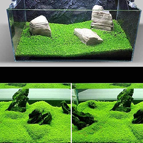 2 Pack Live Aquarium Plant Seeds, Water Grass Plants Mini Leaf , Aquarium Grass Plant Seeds, Aquarium Small Leaf Grass, Aquarium Water Grass Seeds, Creates Lush Green Carpet Plant