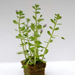 Bacopa Monnieri Moneywort Freshwater Live Aquarium Plants 8 Stems with Roots