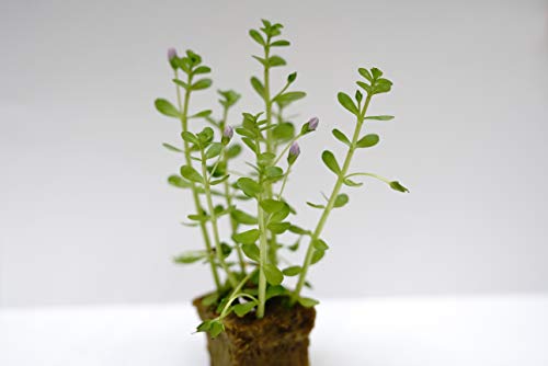 Bacopa Monnieri Moneywort Freshwater Live Aquarium Plants 8 Stems with Roots