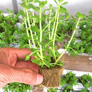 Bacopa Monnieri Moneywort Freshwater Live Aquarium Plants 8 Stems with Roots