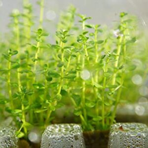 Bacopa Monnieri Moneywort Freshwater Live Aquarium Plants 8 Stems with Roots