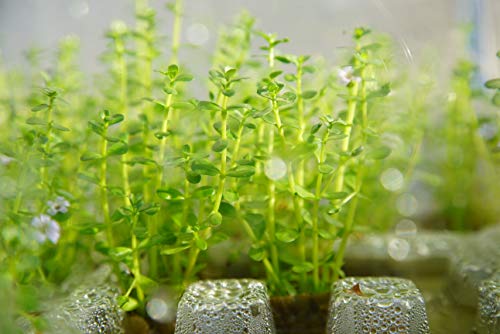 Bacopa Monnieri Moneywort Freshwater Live Aquarium Plants 8 Stems with Roots