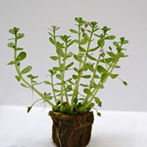 Bacopa Monnieri Moneywort Freshwater Live Aquarium Plants 8 Stems with Roots