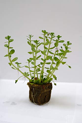 Bacopa Monnieri Moneywort Freshwater Live Aquarium Plants 8 Stems with Roots