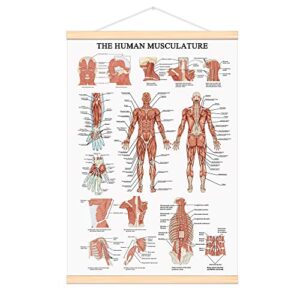 weroute the human muscular system chart hanging scroll frame canvas print human anatomical poster (16.5 x25)