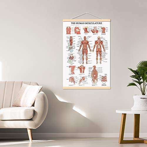 WEROUTE The Human Muscular System Chart Hanging Scroll Frame Canvas Print Human Anatomical Poster (16.5 x25)