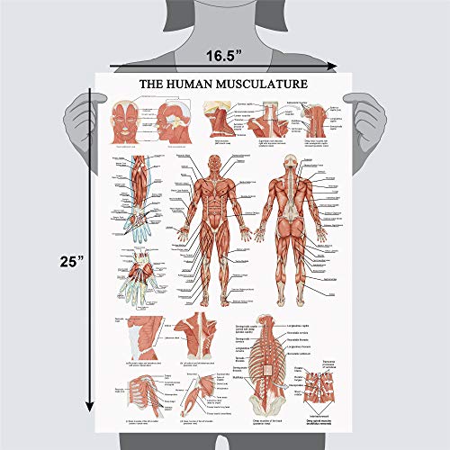 WEROUTE The Human Muscular System Chart Hanging Scroll Frame Canvas Print Human Anatomical Poster (16.5 x25)