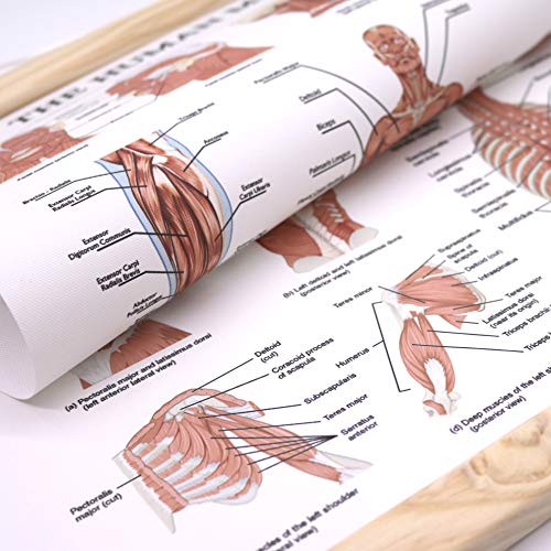 WEROUTE The Human Muscular System Chart Hanging Scroll Frame Canvas Print Human Anatomical Poster (16.5 x25)