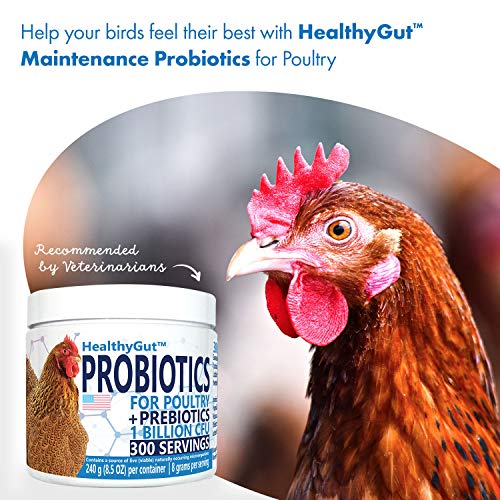 Equa Holistics HealthyGut Probiotics for Chickens & Poultry, All-Natural Digestive System Dietary Supplement (30 Scoops)