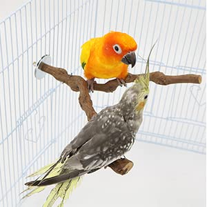 kathson Parrot Perch Stand Bird Cagestand Pole Natural Wild Grape Stick Grinding Paw Cage Accessories for Parakeet Cockatiels Budgies Conure Lovebirds Platform