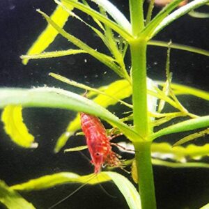 Pogostemon Stellatus Octopus Potted Stems Live Aquarium Plants Freshwater Tank Decoration