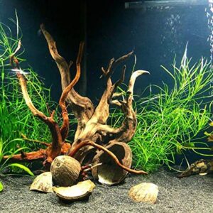 Pogostemon Stellatus Octopus Potted Stems Live Aquarium Plants Freshwater Tank Decoration