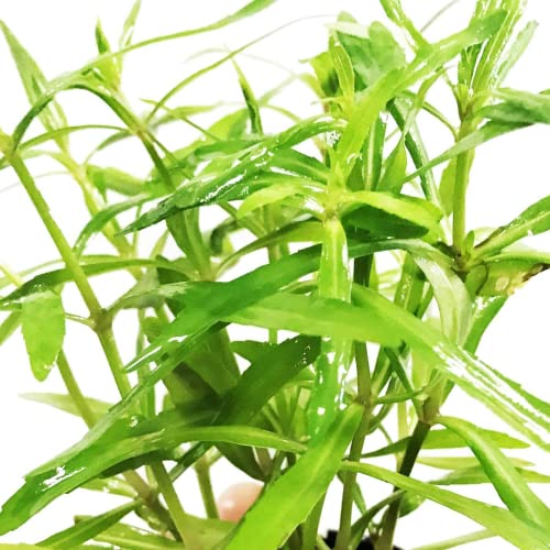 Pogostemon Stellatus Octopus Potted Stems Live Aquarium Plants Freshwater Tank Decoration