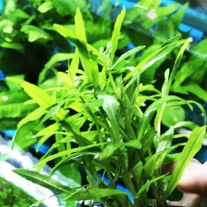 Pogostemon Stellatus Octopus Potted Stems Live Aquarium Plants Freshwater Tank Decoration