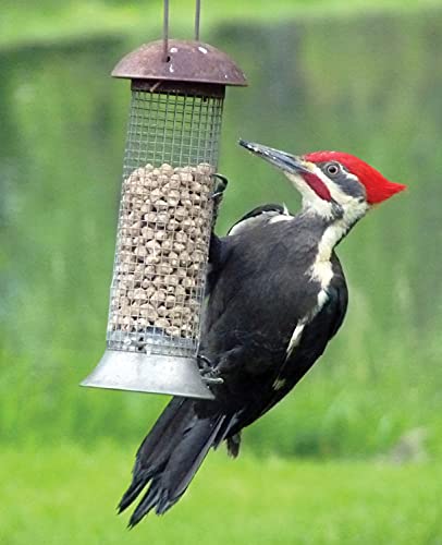 C&S Wild Bird Woodpecker Suet Nuggets Mega Box, 8 Pounds