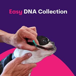 Orivet Genopet Dog DNA Test | Dog Breed Test Kit, Genetic Testing, Heritable Health Risks and Life Plan