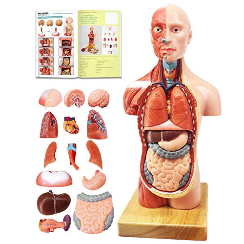 EVOTECH 2023 Newest Human Body Model for Kids, 15 Pcs Removable 11 inch Human Torso Anatomy Model with Heart Head Skull Brain Skeleton Model, Age 4+, Preschool & School Medical Education Display