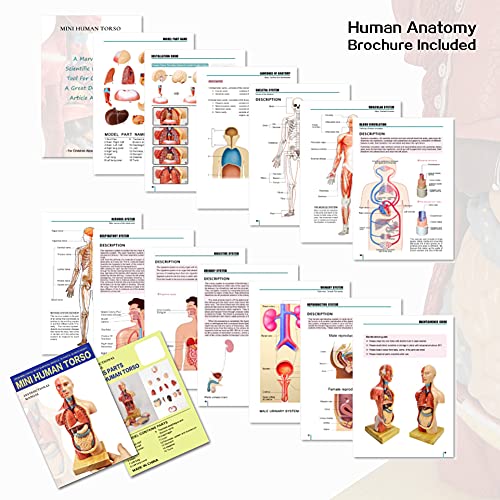 EVOTECH 2023 Newest Human Body Model for Kids, 15 Pcs Removable 11 inch Human Torso Anatomy Model with Heart Head Skull Brain Skeleton Model, Age 4+, Preschool & School Medical Education Display