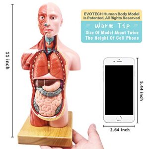 EVOTECH 2023 Newest Human Body Model for Kids, 15 Pcs Removable 11 inch Human Torso Anatomy Model with Heart Head Skull Brain Skeleton Model, Age 4+, Preschool & School Medical Education Display