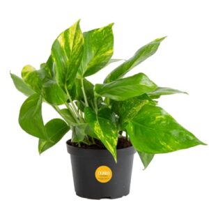 costa farms golden pothos live plant, easy care indoor house plant in grower's pot, potting soil, great for outdoor hanging planter or basket, housewarming gift, desk decor, room decor, 10-inches tall