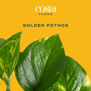 Costa Farms Golden Pothos Live Plant, Easy Care Indoor House Plant in Grower's Pot, Potting Soil, Great for Outdoor Hanging Planter or Basket, Housewarming Gift, Desk Decor, Room Decor, 10-Inches Tall
