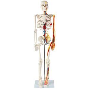 anatomy lab 33" human skeleton model with nerves, veins and arteries, removable skull cap, and articulated mandible - includes display stand, worry free warranty, perfect for doctors, students & study