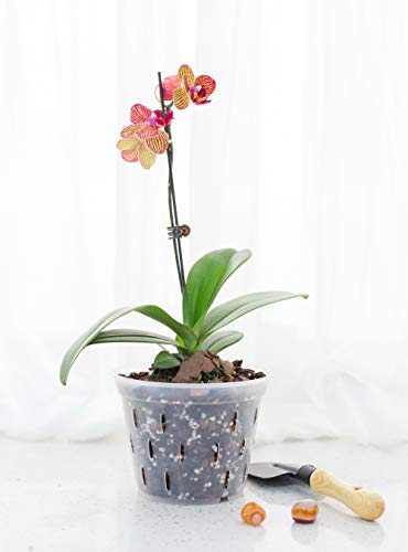 TRUEDAYS Orchid Pots with Holes Plastic Flower Plant Pot Clear Plastic Orchid Pot for Indoor Outdoor, 4.5 Inch 4 Pack