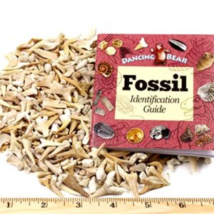 SHARK TEETH Fossils (1 Pound) Bulk Wholesale, Grade A & B Mix Genuine Moroccan, 50-60 Million Years old (Paleocene Period), Real Authentic Shark Tooth Collection, and Fossil Book & ID Card