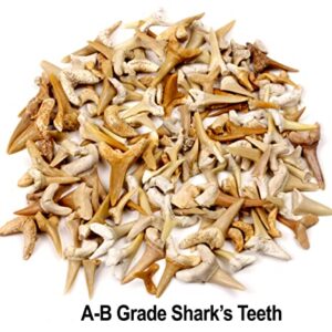 SHARK TEETH Fossils (1 Pound) Bulk Wholesale, Grade A & B Mix Genuine Moroccan, 50-60 Million Years old (Paleocene Period), Real Authentic Shark Tooth Collection, and Fossil Book & ID Card