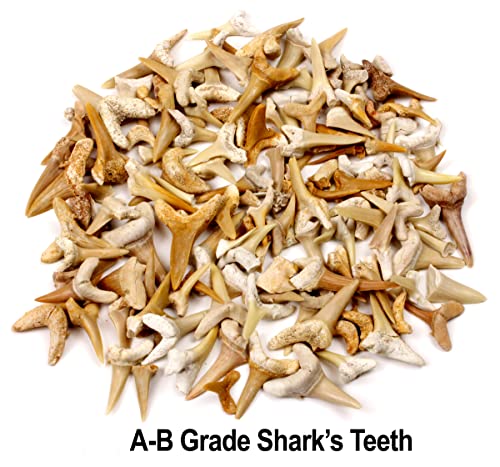 SHARK TEETH Fossils (1 Pound) Bulk Wholesale, Grade A & B Mix Genuine Moroccan, 50-60 Million Years old (Paleocene Period), Real Authentic Shark Tooth Collection, and Fossil Book & ID Card