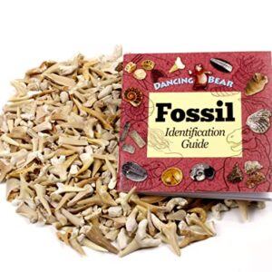 SHARK TEETH Fossils (1 Pound) Bulk Wholesale, Grade A & B Mix Genuine Moroccan, 50-60 Million Years old (Paleocene Period), Real Authentic Shark Tooth Collection, and Fossil Book & ID Card