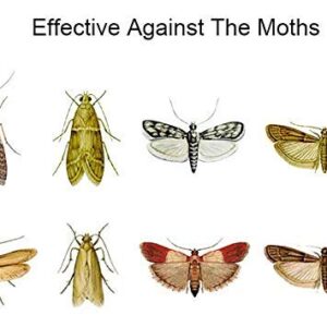 Clothes Moth Traps (6 Count) with Pheromones Lure, Powerful Moth Traps For House, wool clothes and carpet