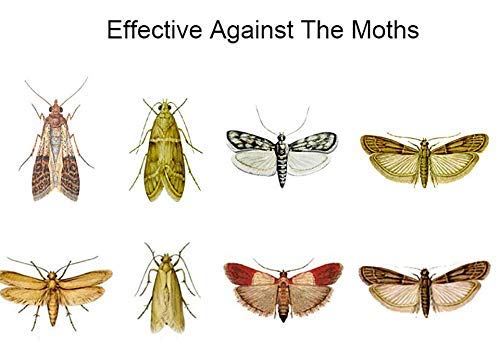 Clothes Moth Traps (6 Count) with Pheromones Lure, Powerful Moth Traps For House, wool clothes and carpet