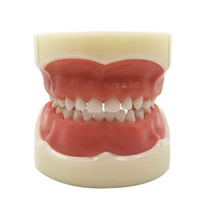 typodont child teeth model, with 24pcs removable teeth, compatible with kilgore nissin for teaching, study