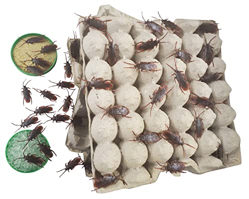 G&T Country Living Dubia Roach Colony Starter Kit with a Pound of Feeder Insect Chow for Earthworms, Hissing Cockroaches, Breeding Insects, Gut Loading, for Reptiles