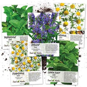 seed needs, medicinal herb seed packet collection (5 individual varieties of herb seeds for planting) non-gmo & untreated - includes peppermint, lemon balm, hyssop and roman & german chamomile