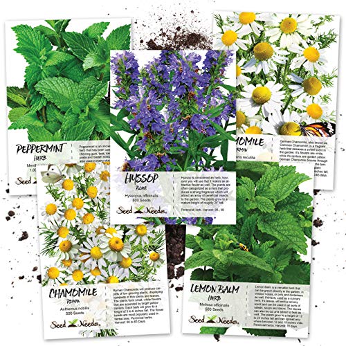 Seed Needs, Medicinal Herb Seed Packet Collection (5 Individual Varieties of Herb Seeds for Planting) Non-GMO & Untreated - Includes Peppermint, Lemon Balm, Hyssop and Roman & German Chamomile