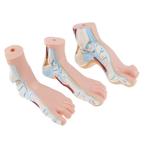 Almencla 3 Pieces Set 1:1 Lifesize Human Normal Flat Arched Foot Anatomical Model Colored Human Feet Strucutre Science Education PVC