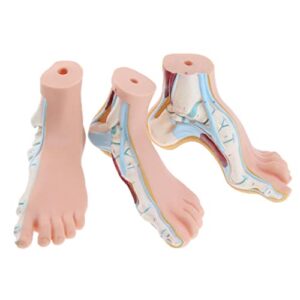 Almencla 3 Pieces Set 1:1 Lifesize Human Normal Flat Arched Foot Anatomical Model Colored Human Feet Strucutre Science Education PVC