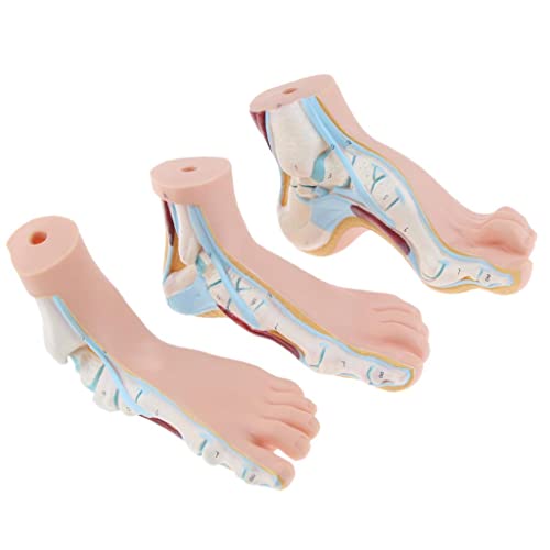 Almencla 3 Pieces Set 1:1 Lifesize Human Normal Flat Arched Foot Anatomical Model Colored Human Feet Strucutre Science Education PVC