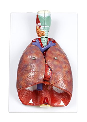 Jackson Global JS00091 Human Respiratory System | Life Size | Includes 7 Removable Parts