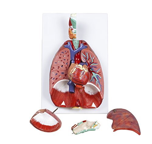 Jackson Global JS00091 Human Respiratory System | Life Size | Includes 7 Removable Parts